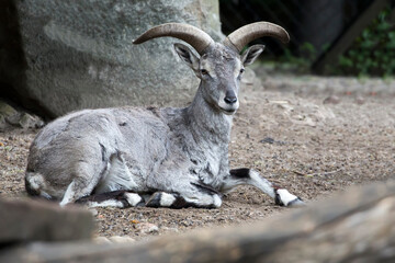 Chinese Nahur in a clearing