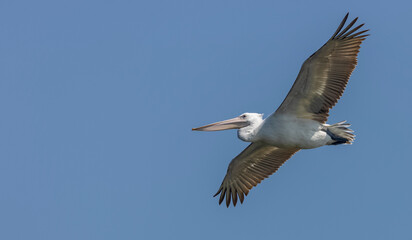 Obraz premium Dalmatian Pelican (Pelecanus crispus)flying over river during the winter migration in the forest.