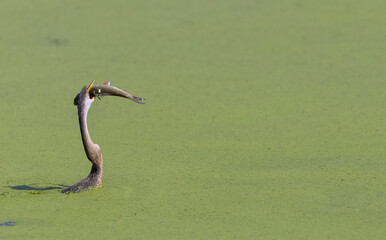 Oriental darter (Anhinga melanogaster) or snake bird fishing in river.