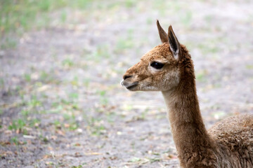 Lama a portrait © Janusz
