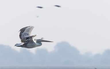 Dalmatian Pelican (Pelecanus crispus)flying over river during the winter migration in the forest.