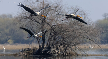 Painted Stork (Mycteria leucocephala) in the forest.	