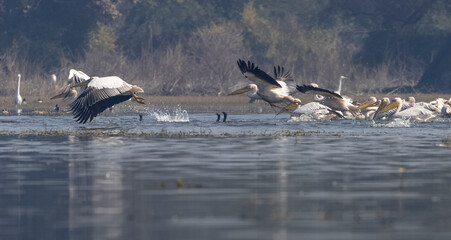 Great white pelican (Pelecanus onocrotalus) or rosy pelican bird flying in sky. Pelican migration...