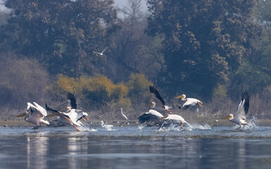 Great white pelican (Pelecanus onocrotalus) or rosy pelican bird flying in sky. Pelican migration...