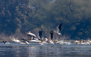 Great white pelican (Pelecanus onocrotalus) or rosy pelican bird flying in sky. Pelican migration...