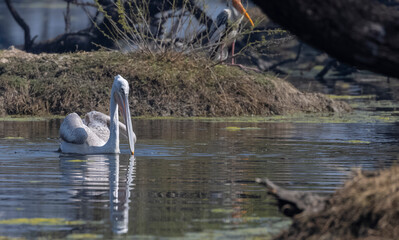 Dalmatian Pelican (Pelecanus crispus) floating in river during the winter migration in the forest.	