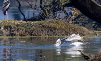 Dalmatian Pelican (Pelecanus crispus) floating in river during the winter migration in the forest.
