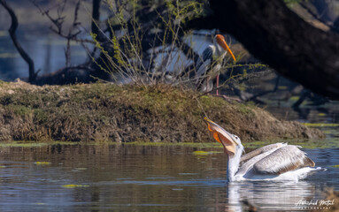 Dalmatian Pelican (Pelecanus crispus) floating in river during the winter migration in the forest.