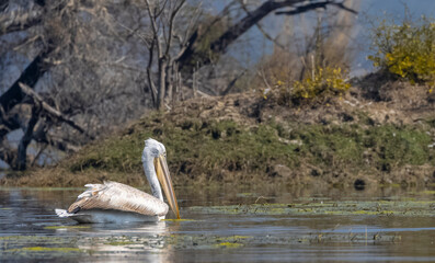 Dalmatian Pelican (Pelecanus crispus) floating in river during the winter migration in the forest.