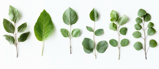 Fototapeta premium Variety of isolated young leaves showcasing silver birch and other green foliage on a light background
