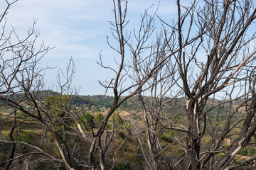 June 2024, mountainous scenery in North Evia with many burnt trees, three years after the disastrous wildfire of August 2021 