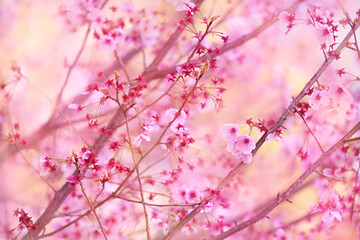 Spring pink blossom in garden, springtime cherry bloom, pastel and soft flower background. Selective focus, shallow DOF