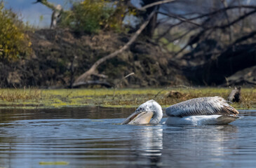 Obraz premium Dalmatian Pelican (Pelecanus crispus) floating in river during the winter migration in the forest. 