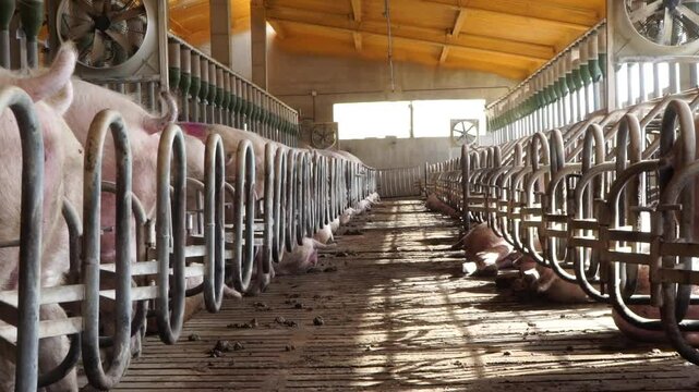 Farrowing sows standing in pens in insemination center