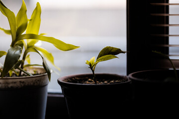 hydrangea sprout in a pot on a window in winter, sunlight, preparation for spring, spring planting...