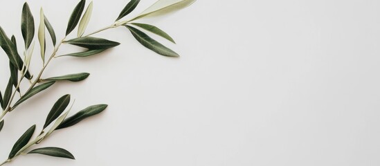 Obraz premium Olive branch with green leaves on a white background creating space for text or design layouts in natural and minimalist style