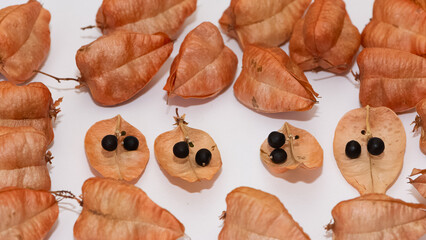 soap tree fruits and seeds