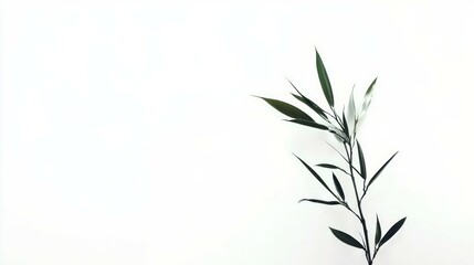 Obraz premium bamboo flower in front of white background 