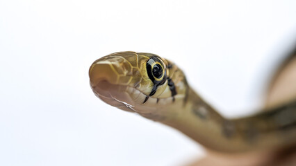 Close-Up of Snake Head, Radiated Rat Snake Juvenile or Coelognathus radiatus