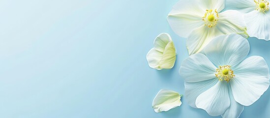 Obraz premium Sulfur cosmos flowers on a soft blue backdrop with ample space for text or graphics in a serene and calming composition.