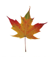 Naklejka premium Autumn maple leaf with vibrant colors and intricate details