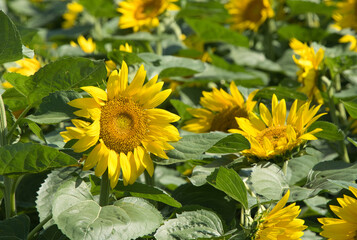 北竜町ひまわりの里の満開の向日葵畑と夏の青空