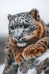 Fototapeta premium Majestic Snow Leopard Resting on Rocky Outcrop