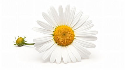 Fototapeta premium Isolated Daisy Flower on White Background
