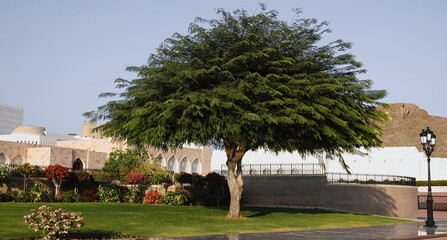Tree Lush Wide-Angle Green Vibrant Sunny Urban Outdoor Landscape