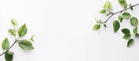 Fototapeta premium Fresh spring green leaves on branches against a clean white background creating a vibrant and natural aesthetic for design purposes.