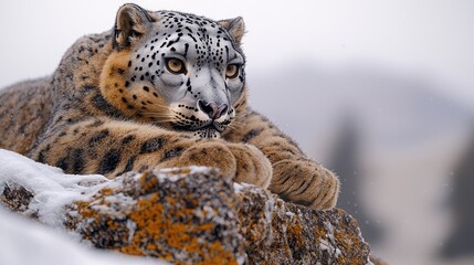 Obraz premium Majestic Snow Leopard Resting on Snowy Rock