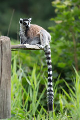 Ring-tailed lemur a portrait