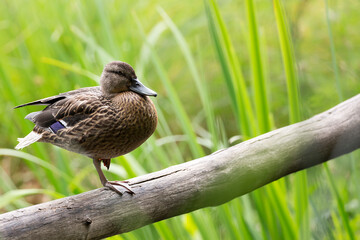 Wild duck in the wild