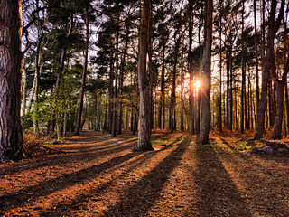 Tranquil nature view of pine forest at the sunset. Woodland landscape with tree trunks shadows at dusk. Trees in golden hour
