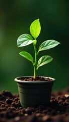 Small isolated green bean plant in a small pot, earthy, botanicals, soil