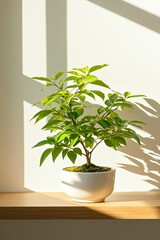 Obraz premium Lush Green Bonsai Tree in White Pot on Wooden Shelf