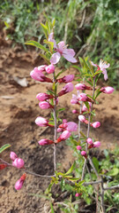 Pink cherry blossom buds on branch in blooming garden.
