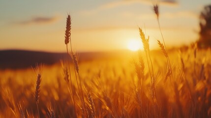 Fototapeta premium Serene Sunset Above Golden Wheat Field with Warm Light and Vast Copyspace for Text in Scenic Landscape