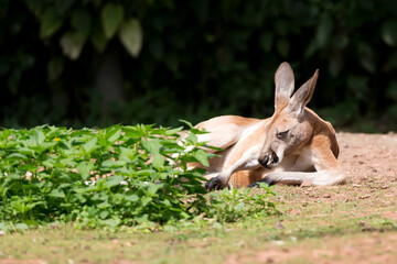 Kangaroo resting in a clearing