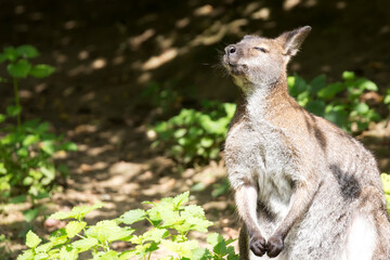 Naklejka premium Wallaby basking in the sun