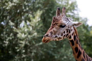 Giraffe  a portrait