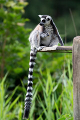 Ring-tailed lemur a portrait © Janusz