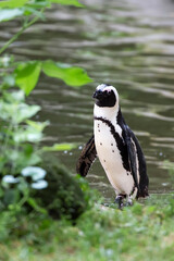 Penguin in a clearing