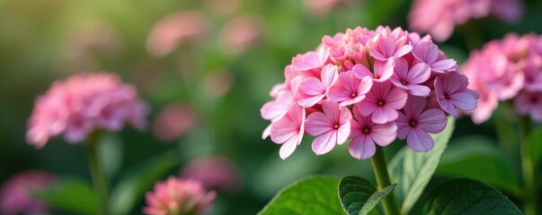 Fototapeta premium Pentas plant with clusters of small pink and white flowers, blooming plants, flora