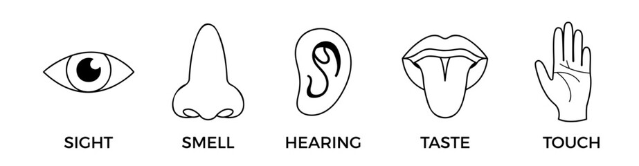 5 human senses icons. Vector illustration, simple flat design for school educational posters. Sight, hearing, taste, smell, touch. Five fillings