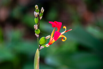 Canna paniculata pertenece a la familia de Cannaceae.
