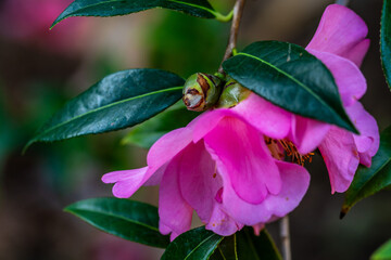 Camellia japonica pertenece a la familia de Theaceae.