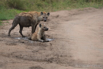 Female Hyenas Cooling Off in Mud Puddle, Serengeti National Park, Tanzania