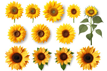 sunflowers. collection of hand drawn sunflowers flowers isolated on a white background