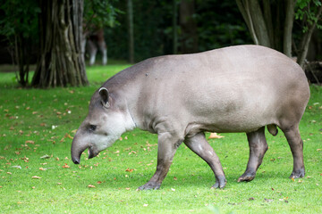Fototapeta premium Tapir in a clearing